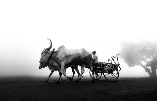 AI-powered documentary photography combined with drone shots, 360° VR, and AR for immersive visual storytelling.